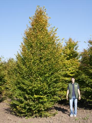 Carpinus betulus