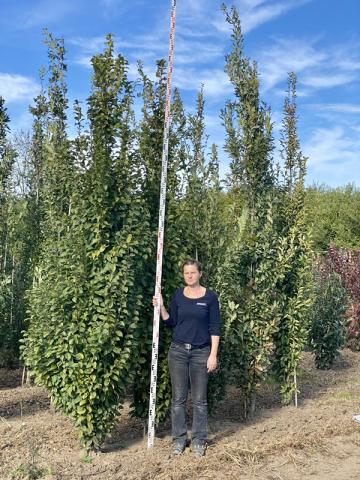 Carpinus betulus 'Lucas'