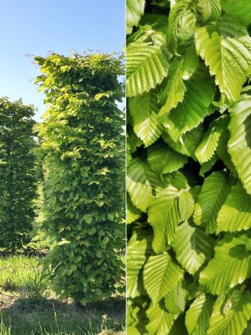 Carpinus bet. | sloup