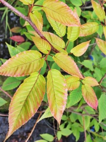Carpinus polyneura Carpinus polyneura