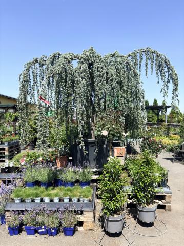 Cedrus atlantica 'Glauca Pendula'