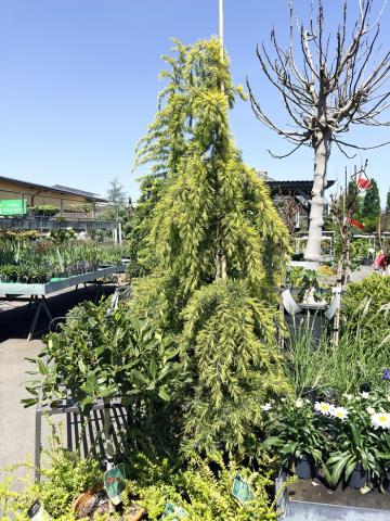 Cedrus deodara 'Aurea' Cedrus deodara 'Aurea'