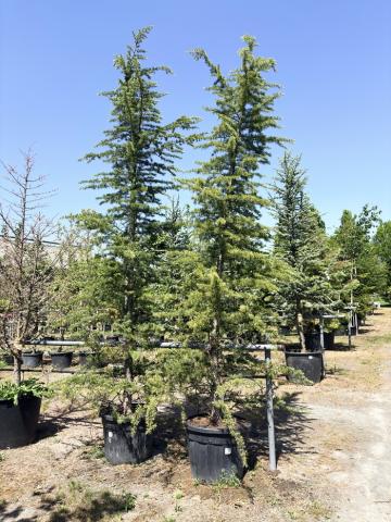 Cedrus deodara 'Bushes Electra' Cedrus deodara 'Bushes Electra'