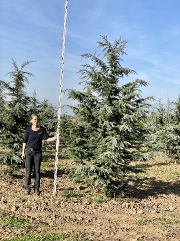 Cedrus deodara 'Eisregen'