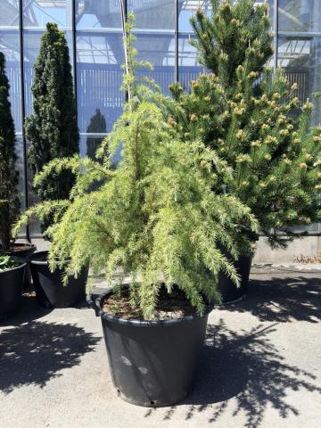 Cedrus deodara | kontejnerované Cedrus deodara | kontejnerované