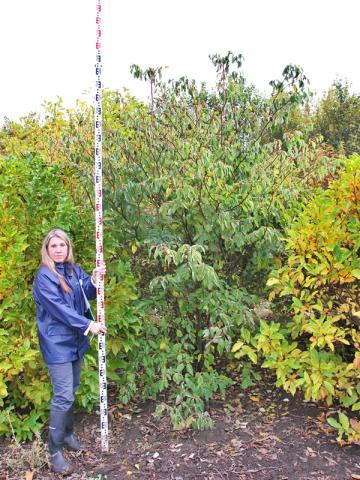 Cornus controversa Cornus controversa