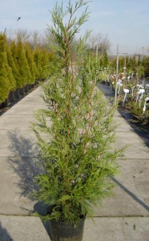 Cupressocyparis leylandii