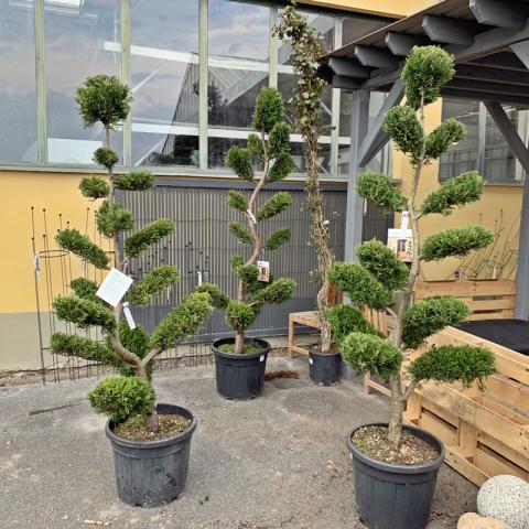 Cupressocyparis leylandii | tvarované