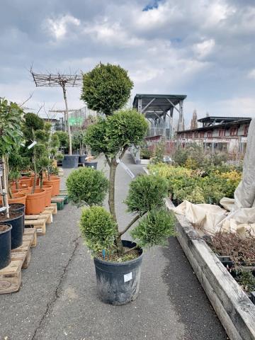 Cupressocyparis leylandii 'Castlewellan Gold' | tvarované