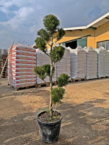 Cupressocyparis leylandii 'Gold Rider' | tvarované