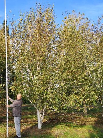 Betula utilis 'Doorenbos' │ dvoukmen Betula utilis 'Doorenbos' │ dvoukmen