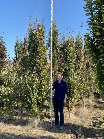 Fagus sylvatica 'Dawyck' Fagus sylvatica 'Dawyck'