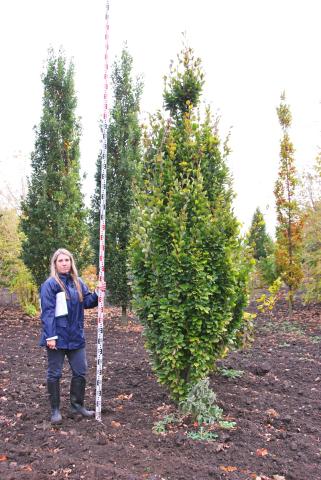 Fagus sylvatica 'Dawyck Gold' Fagus sylvatica 'Dawyck Gold'