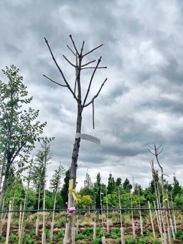 Fraxinus ornus 'Meczek'