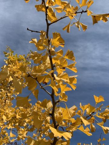 Ginkgo biloba