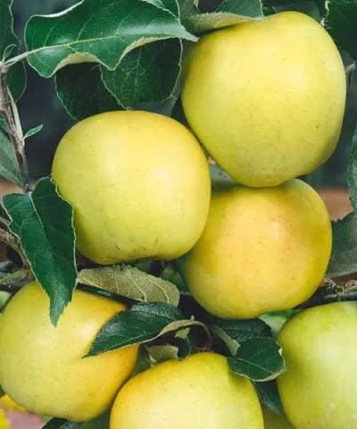 Malus domestica 'Golden Delicious'