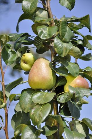 Pyrus communis 'Obelisk' Pyrus communis 'Obelisk'