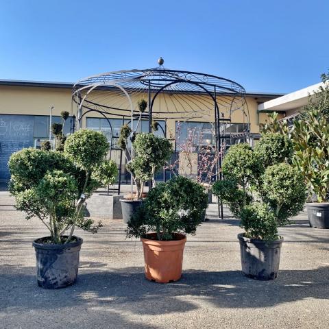 Ilex crenata 'Kinme' | bonsai