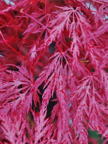 Acer palmatum var. dissectum 'Inaba Shidare' | kontejnerované