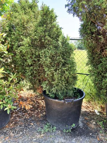 Juniperus communis ‘Suecica’ Juniperus communis ‘Suecica’
