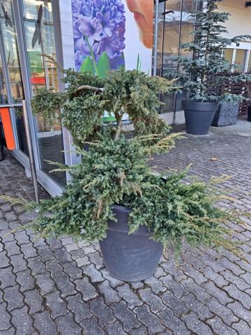 Juniperus conferta 'Schlager' | bonsai