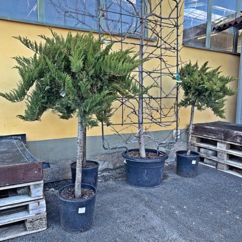 Juniperus sabina 'Tamariscifolia' | bonsai