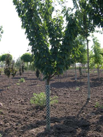 Prunus serr. 'Kanzan' | kmínek 110 Prunus serr. 'Kanzan' | kmínek 110