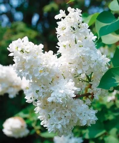 Syringa vulgaris 'Mme. Lemoine' Syringa vulgaris 'Mme. Lemoine'