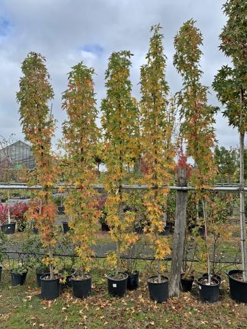 Liquidambar styraciflua 'Slender Silhouette'