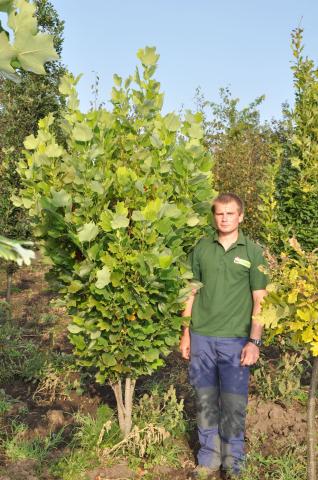 Liriodendron tulipifera 'Fastigiata'