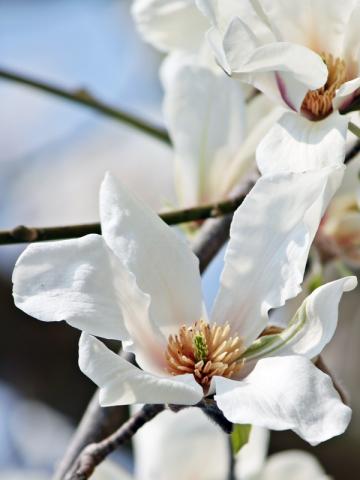Magnolia kobus Magnolia kobus