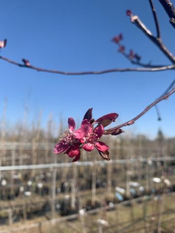 Malus 'Liset'
