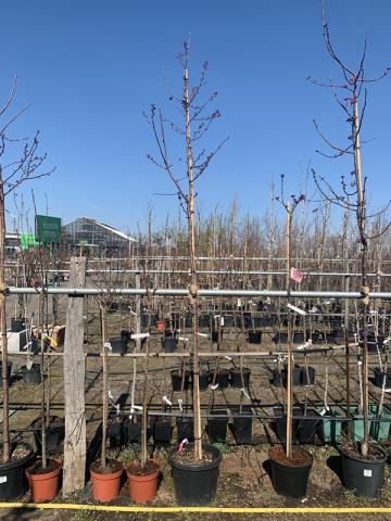 Malus 'Rudolph'
