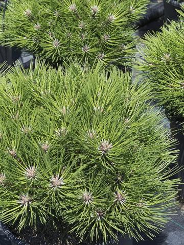 Pinus nigra 'Maria Bregeon'® | kontejnerované