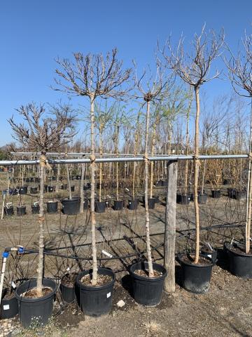 Morus alba 'Globosa'
