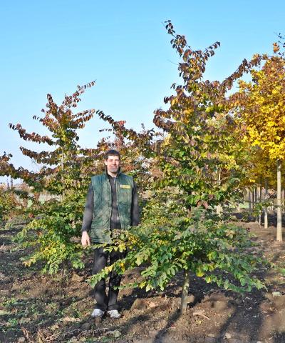 Parrotia persica 'Vanessa' Parrotia persica 'Vanessa'