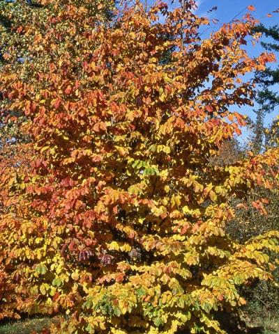 Parrotia persica ‘Persian Spire’