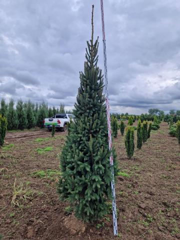 Picea abies 'Fastigiata'