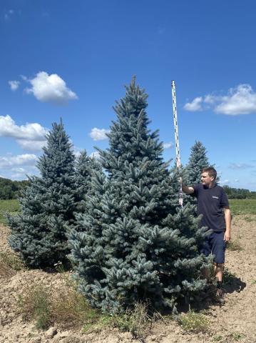 Picea pungens 'Balaton'