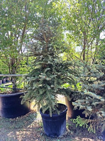 Picea pungens 'Fat Albert' Picea pungens 'Fat Albert'