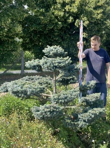 Picea pungens 'Glauca Globosa' │bonsai (C Quality)