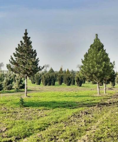 Pinus uncinata | kmínek 200 cm