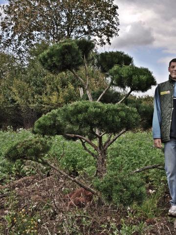 Pinus mugo 'Gnom' | bonsai (B Quality)