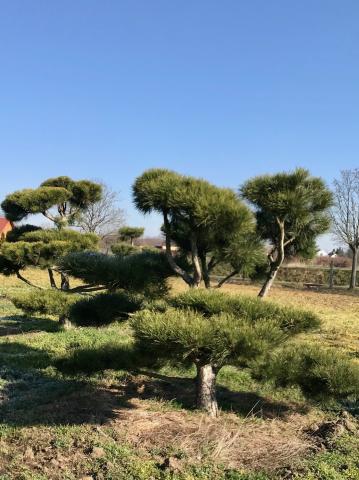 Pinus nigra ssp.nigra | bonsai (B Quality)