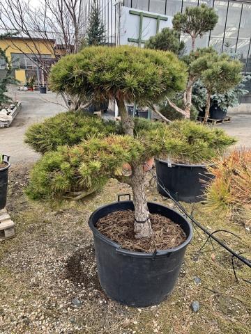 Pinus nigra ssp.nigra | bonsai