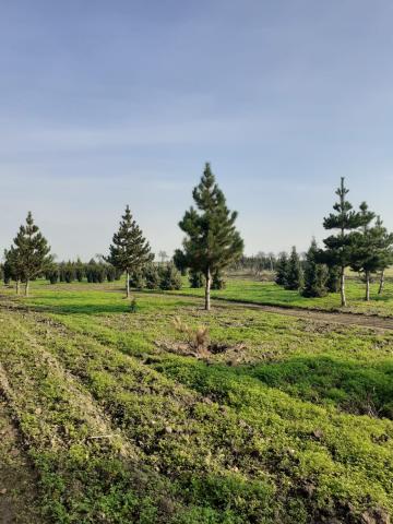 Pinus nigra 'Pyramidata' │ kmínek 80-100 cm