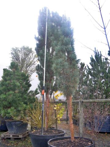 Pinus sylvestris 'Fastigiata' | kmínek 100 cm