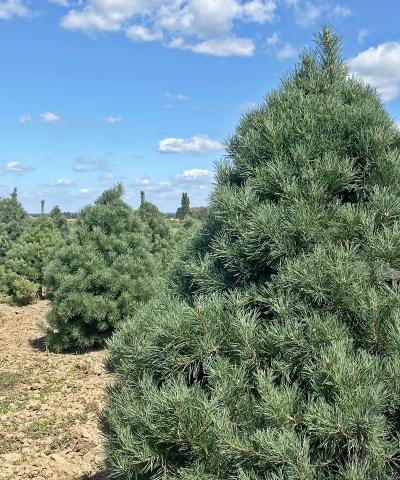 Pinus sylvestris 'Typ Norwegen' | bonsai B Pinus sylvestris 'Typ Norwegen' | bonsai B