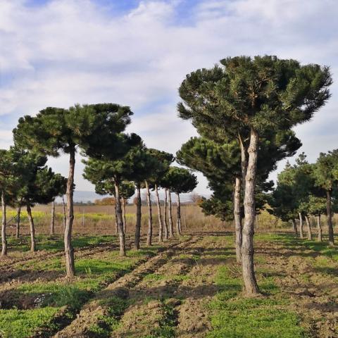 Pinus uncinata | deštník - kmínek