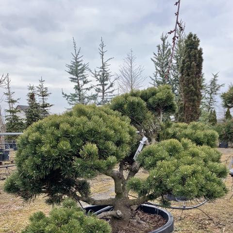 Pinus uncinata | bonsai